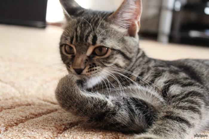 Задумчивый кот, серый полосатый котик кошечка кошка кот. Серые глаза