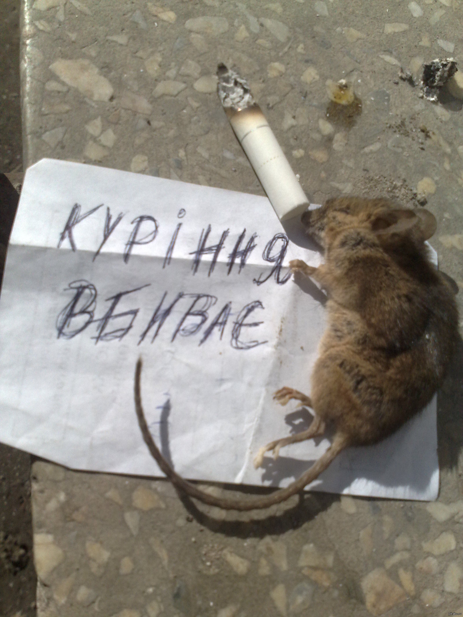 Мышь с сигаретой