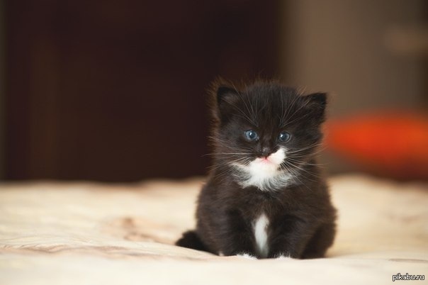 Маленький черный белый котенок. Манчкин котята черные. Маленькие котята пушистые. Котята милые и пушистые. Маленькие чёрные пушистые котята.