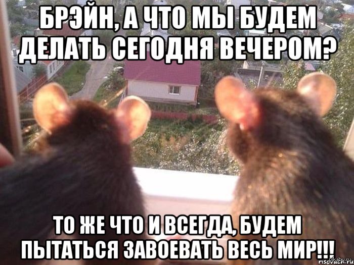 Пинки и Брэйн в своем репертуаре... | Пикабу
