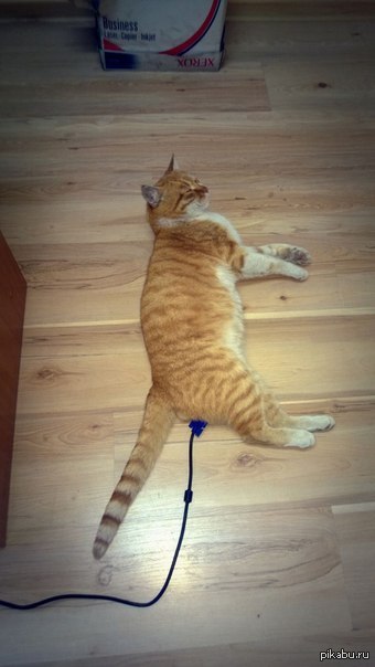 ���������� ���