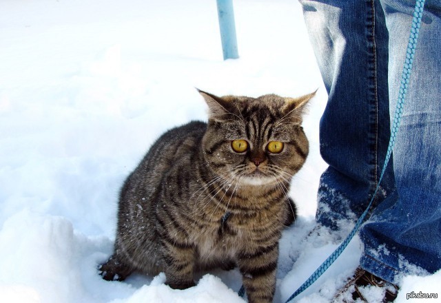 Увидел снег. Кошка в шоке от снега. Кот в снегу в шоке. Кот первый раз увидел снег. Котики удивляются снегу.