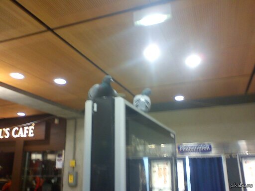 ������ � ���������, �����,� ������?