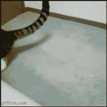 С вами Джонни Кэтсвилл, и сегодня я притворюсь робот-пылесосом