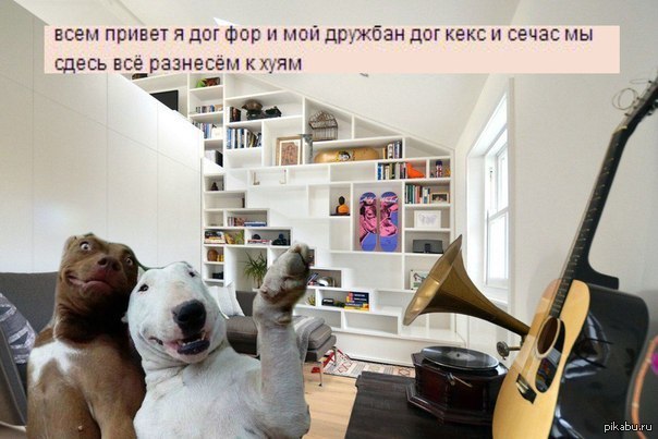 Дог Фор | Пикабу