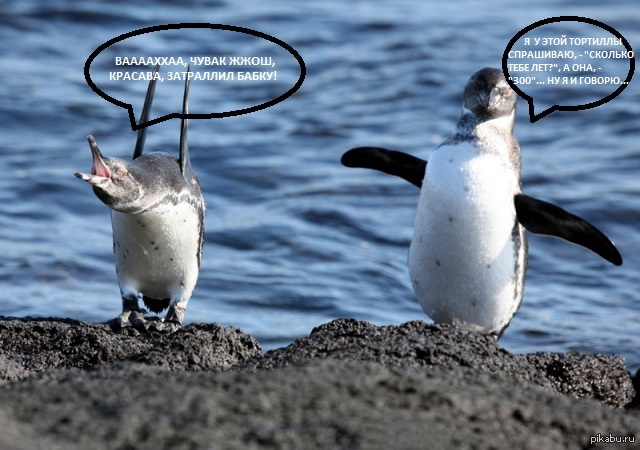 Если бы в Арктике был интернет.