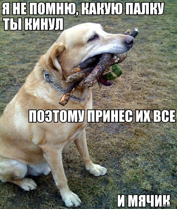 палочки | Пикабу