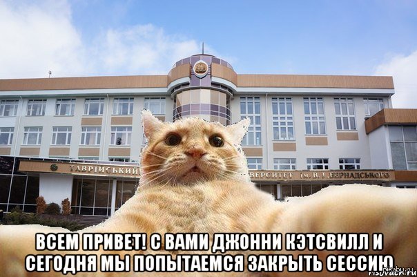 Школа смешных котиков