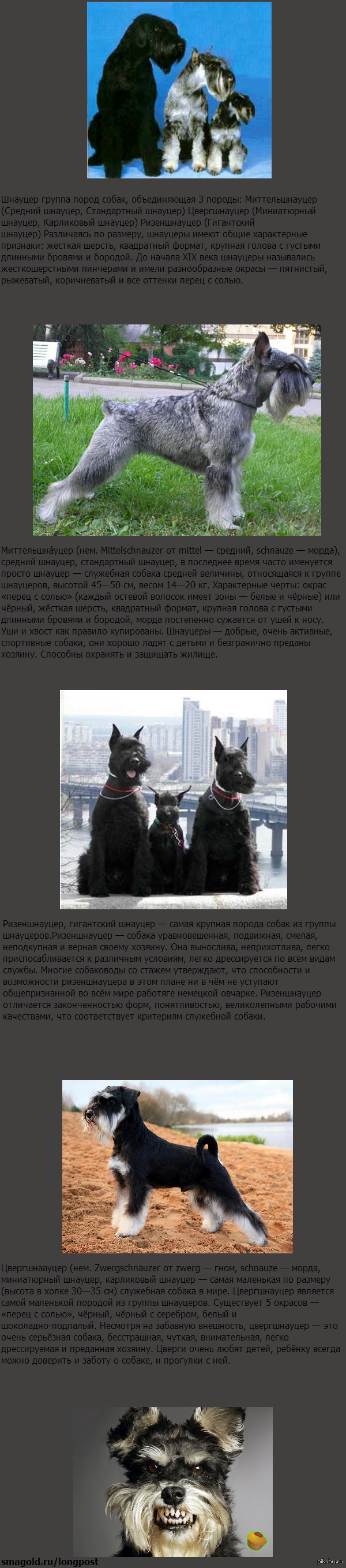 Шнауцер | Пикабу