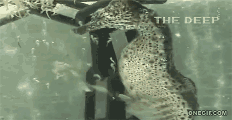 Посмотрите, это рождаются морские коньки...