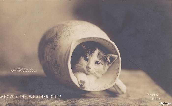 How’s the weather out? - cat, Jug, Retro