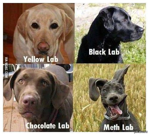   Yellow - , black - , chocolate -  (), lab - 1) ; 2) .  . Labrador - .
