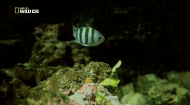 Бросок скорпены (высокоскоростная съёмка)