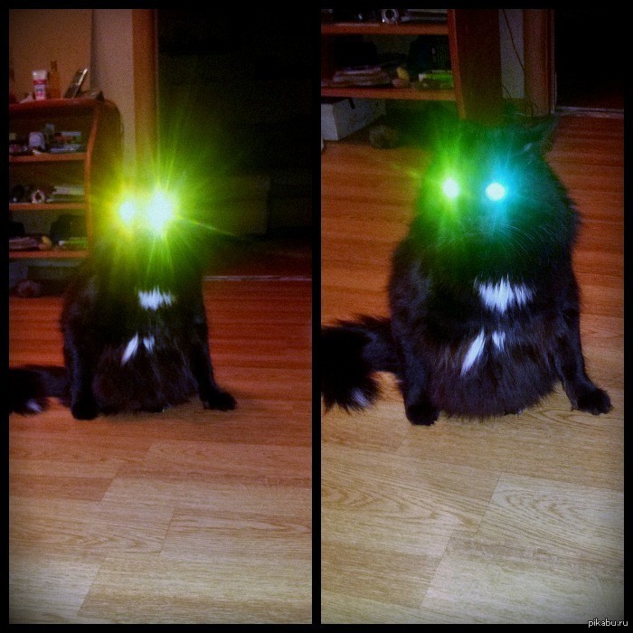 Кот-катафот)