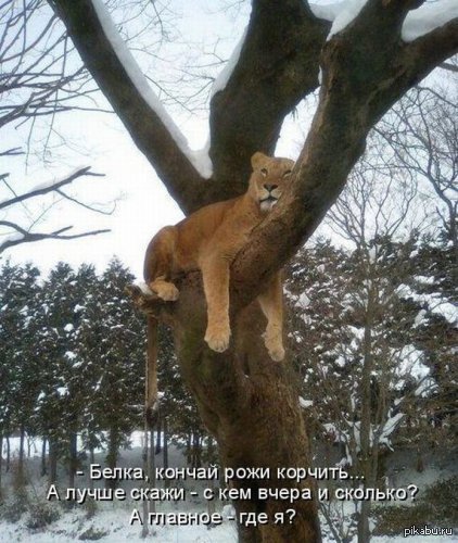 ���� ����� ������� �������