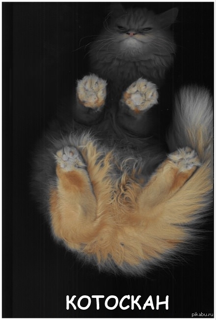 кот себя отксерил. кот на ксероксе. кот на сканере. кот сканирует. кот на сканере.