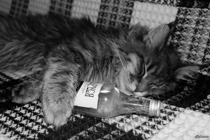 Alcoholic cat - My, Maine Coon, Vodka, Black and white