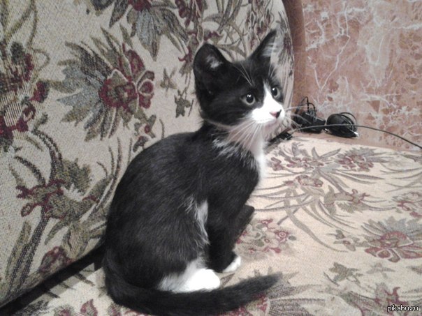 Купил кошечку. Голову ломаю, как назвать. Жители Пикабу, подскажите, буду благодарен:)