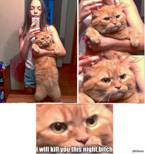 I will kill you tonight, suuu .... you are not a good person (free translation of the second part)) - Selfie, cat, The photo