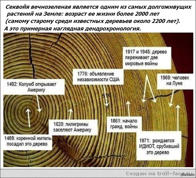 Секвойя | Пикабу