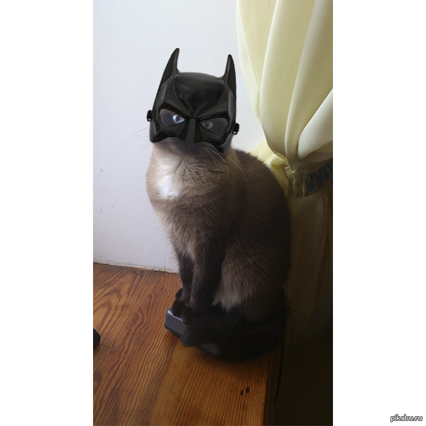 Кот бэтмен