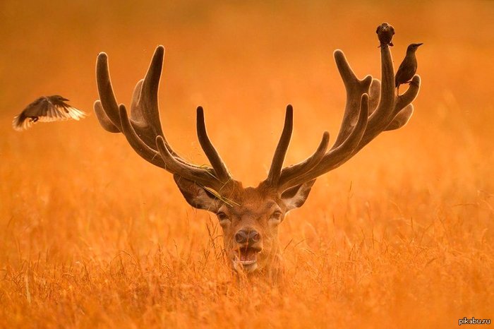 Handsome. - Deer, The photo, Deer