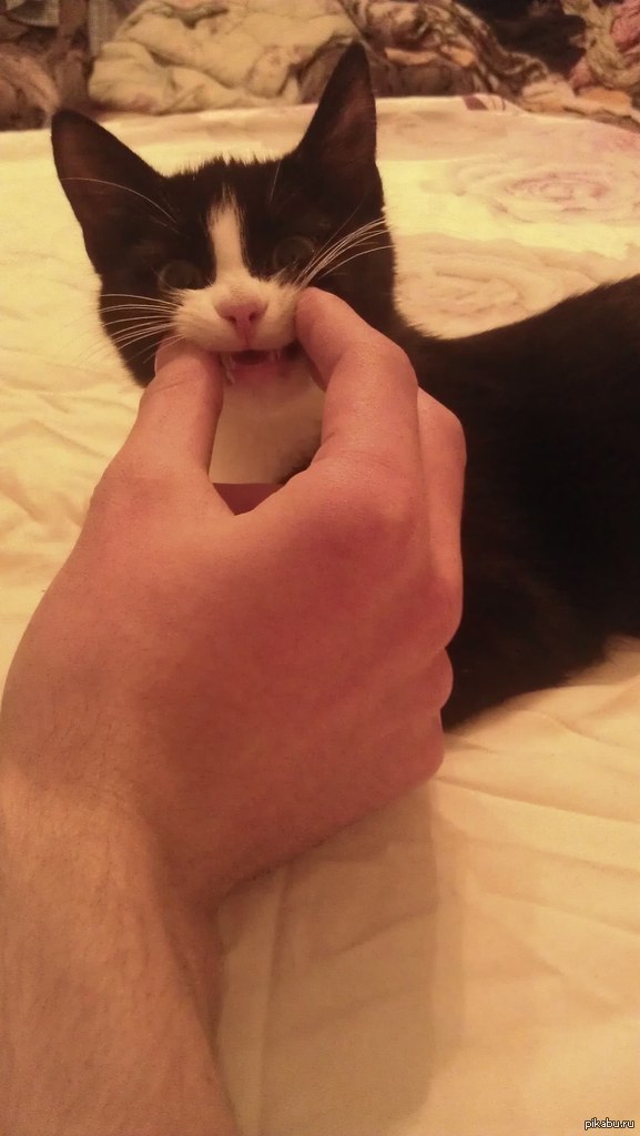 � ���� ������, ��� ������