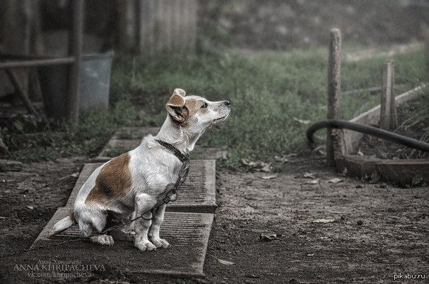 Собака на цепи. Собака на привязи. Дворняга на цепи. Пес на цепи.