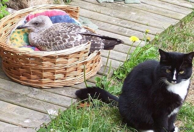 Завтрак в постель