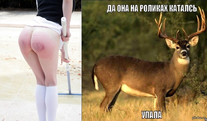 On rollerskates...) - NSFW, Girls, Deer, Ass, Deer