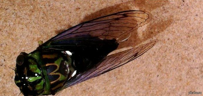 А я думал реклама на асфальте это круто... | Пикабу