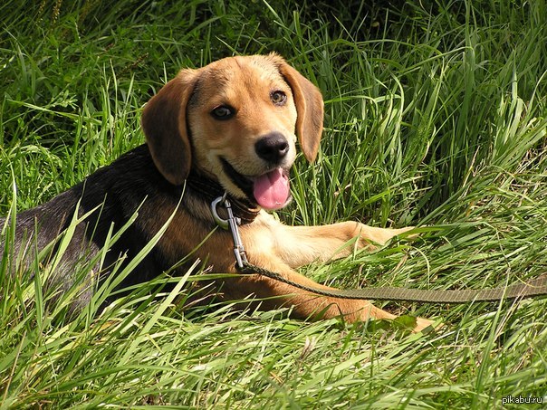 ��� �����.