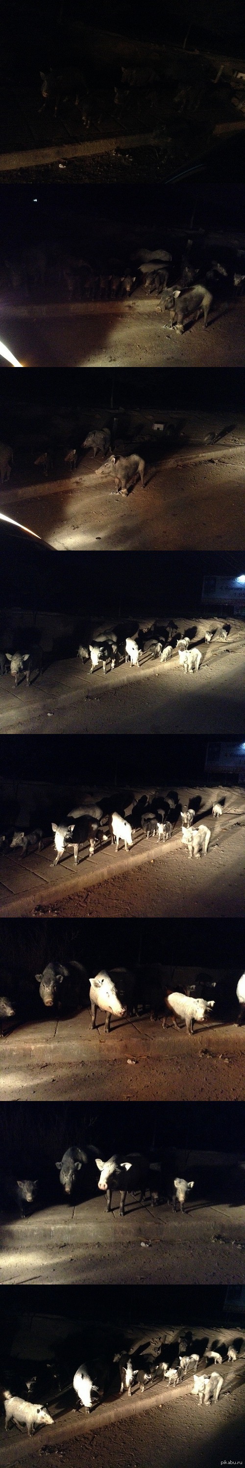 Bandits with snouts :) Wild boars live near a large store. - Thailand, Phuket, Boar, Longpost