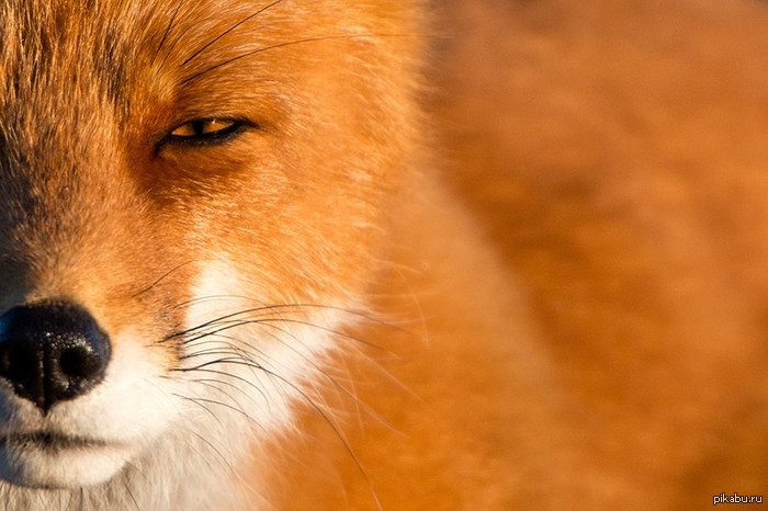 Fox, Chukotka. - Wild animals, The national geographic, wildlife, Fox