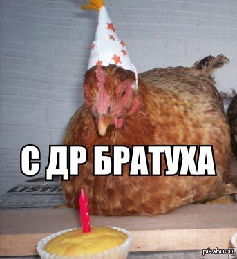 С днем рождения курица. С днем рождения петух. Петушиный день рождения. Курица поздравляет с днем рождения. День петуха.