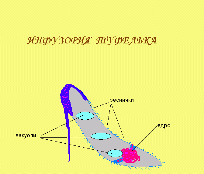 Форма тела туфельки. Инфузория туфелька. Модель инфузории туфельки из пластилина. Инфузория туфелька из пластилина. Строение индустрии туфельки.