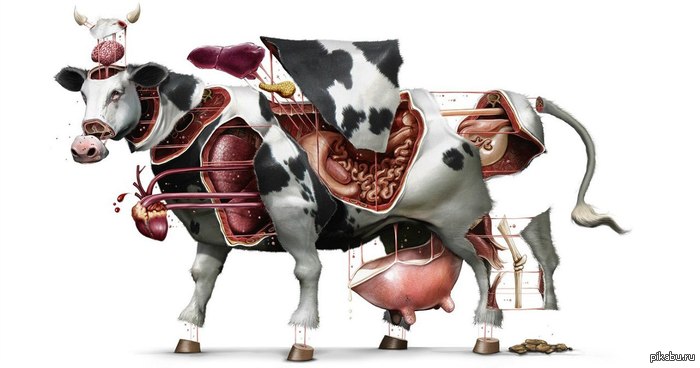 Cow in parts. - Lambuja, Art, Cow