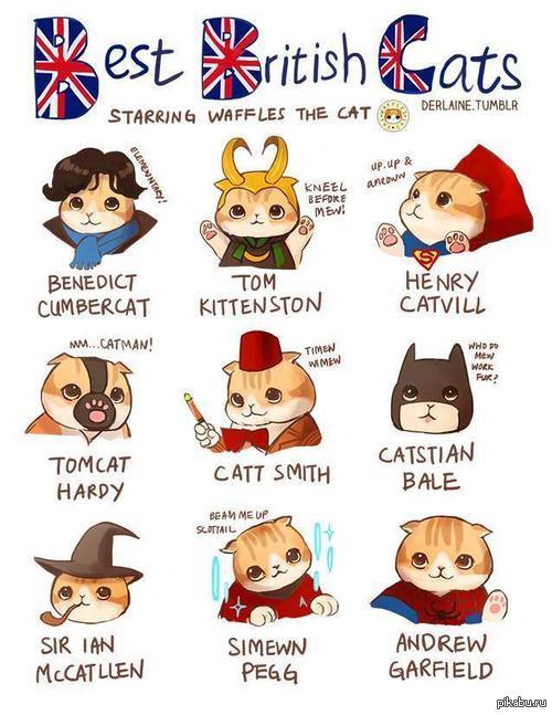 Best British Cats 