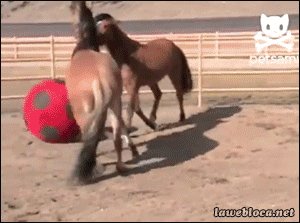 Конский футбол