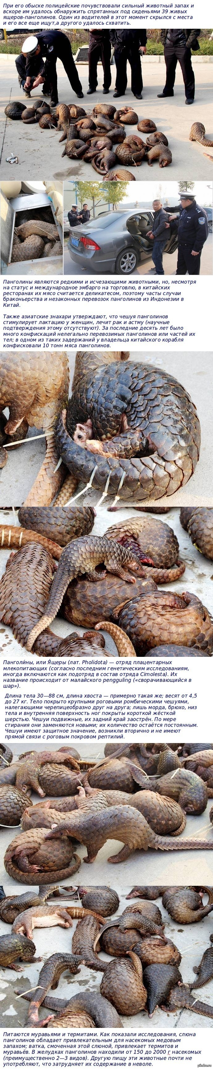 Китайская полиция спасла от браконьеров 39 редких панголинов. 24 января полиция китайского региона Гуанси остановила подозрительную машину