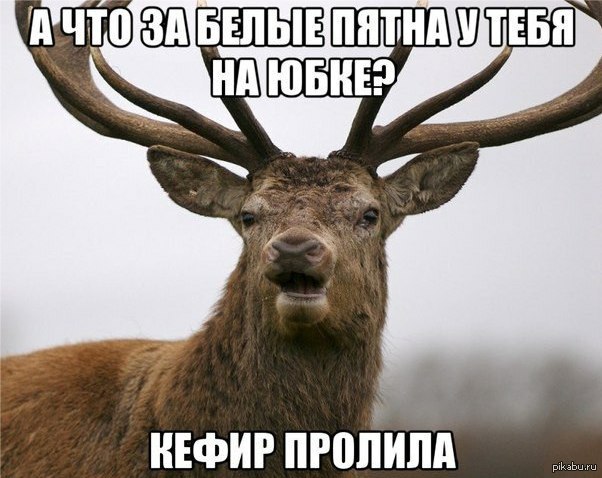"����� �������"