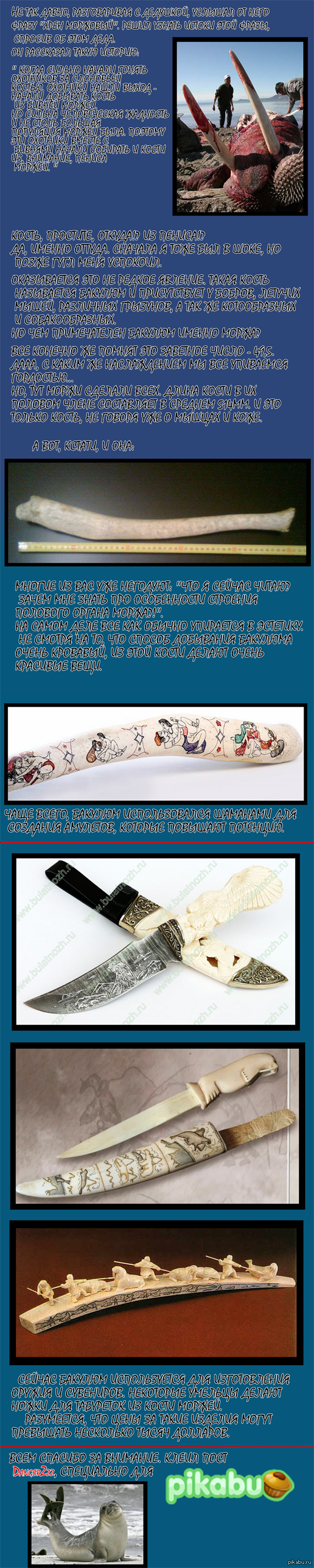 Хрен моржовый