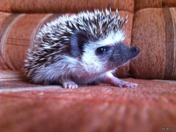 Афанасий фырфырфыр. Наш домашний белобрюхий ёж(африканский карликовый ёж).