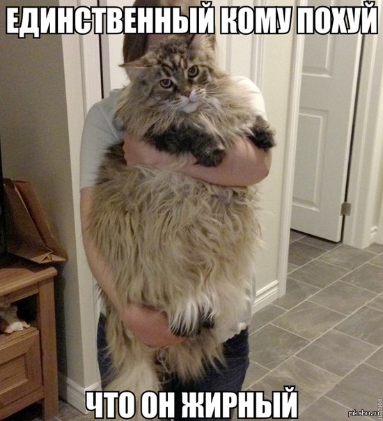Жирный | Пикабу