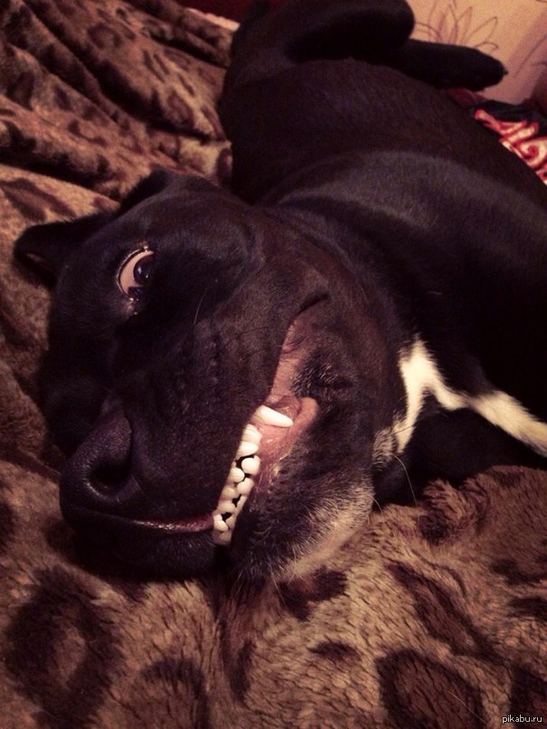 Вроде бы страшно, а на самом деле он - добряк