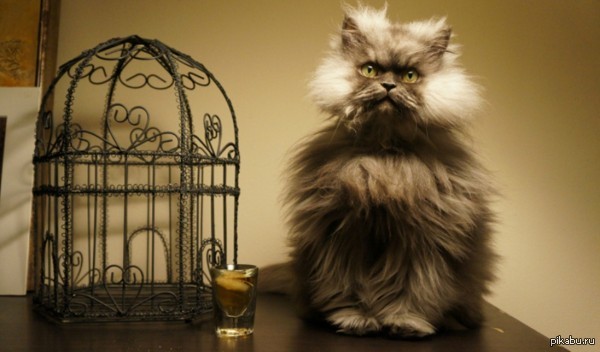Today died Colonel Meow, the most fluffy cat in the world :( - cat, , Colonel Meow
