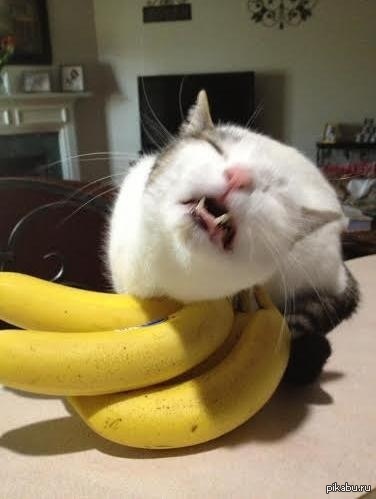 Можно ли кошкам банан. Кот банан. Кошечка в банане. Смешной кот в банане. Кот с бананом оригинал.