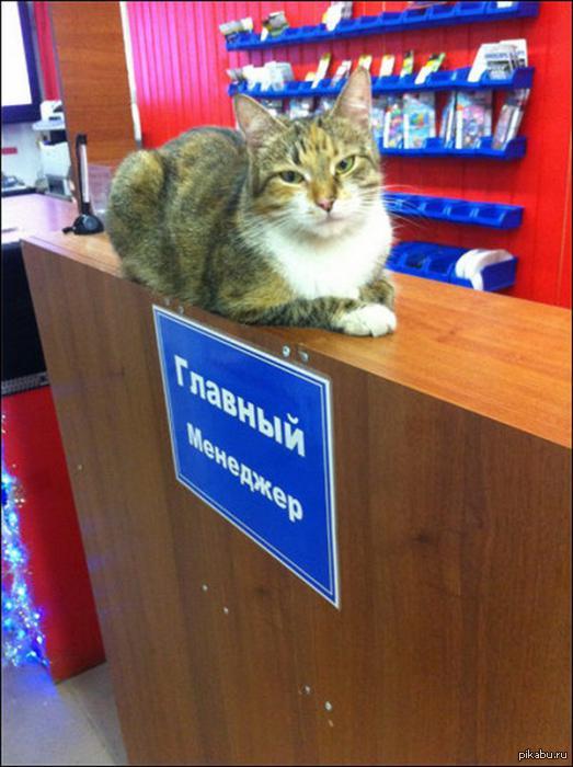 Смешные Картинки Про Продажи