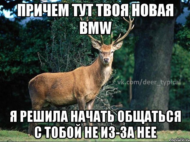 Здесь твоя. Олень Мем. Типичный олень. Типичный олень Мем. Олень Сережа.