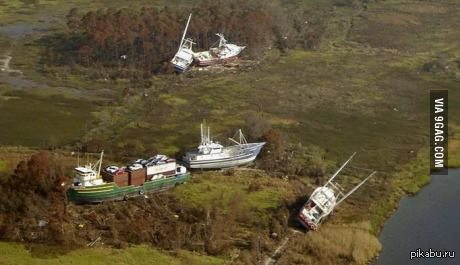 Here we see a flock of wild boats that have come ashore in search of food. - Drainage, Food, A boat